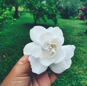 Meet your Posher, Nova